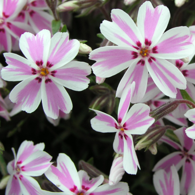 Флокс шиловидный 'Кенди Стрипс' Флокс шиловидный 'Кенди Стрипс' фото