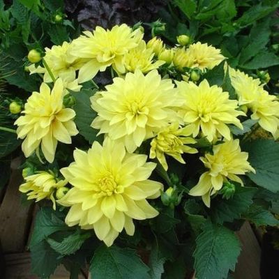 Георгина Сезан Георгина Сезан фото