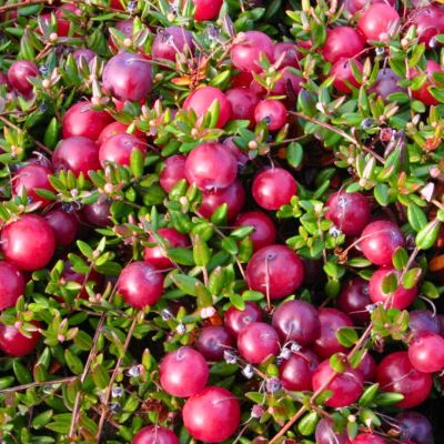 Клюква крупноплодная Бен Лир - Dolina-Sad.Ru