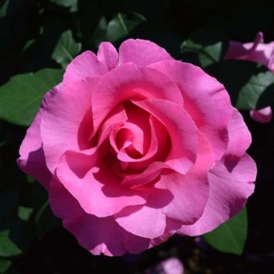 Роза МакКартни Роза МакКартни фото