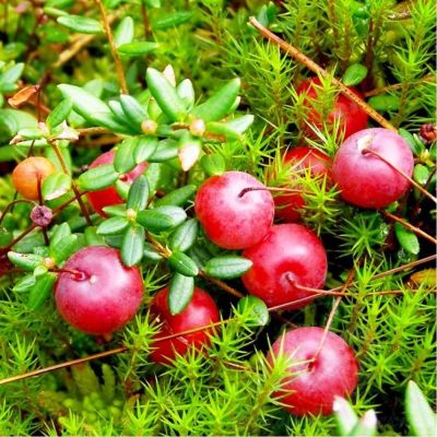 Клюква крупноплодная Рубиновая россыпь фото