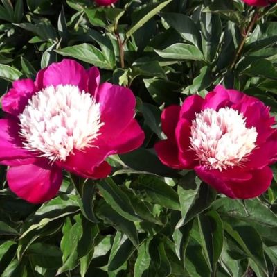 Пион Уайт Кап фото