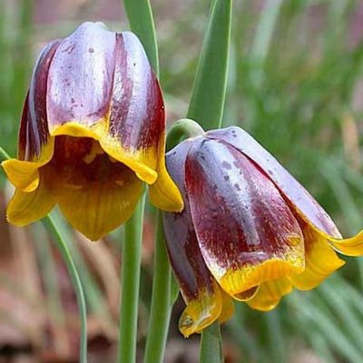 Рябчик Михайловского Рябчик Михайловского фото