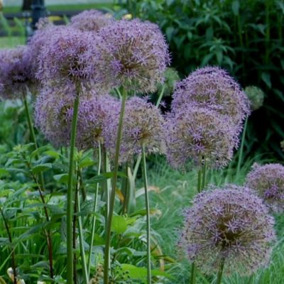 Аллиум Кристофа Аллиум Кристофа - Dolina-Sad.Ru