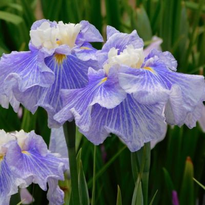 Ирис Шуга Дом - Dolina-Sad.Ru