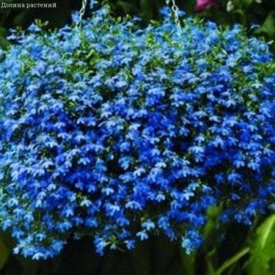 Лобелия Ниагара ампельная Лобелия Ниагара ампельная фото